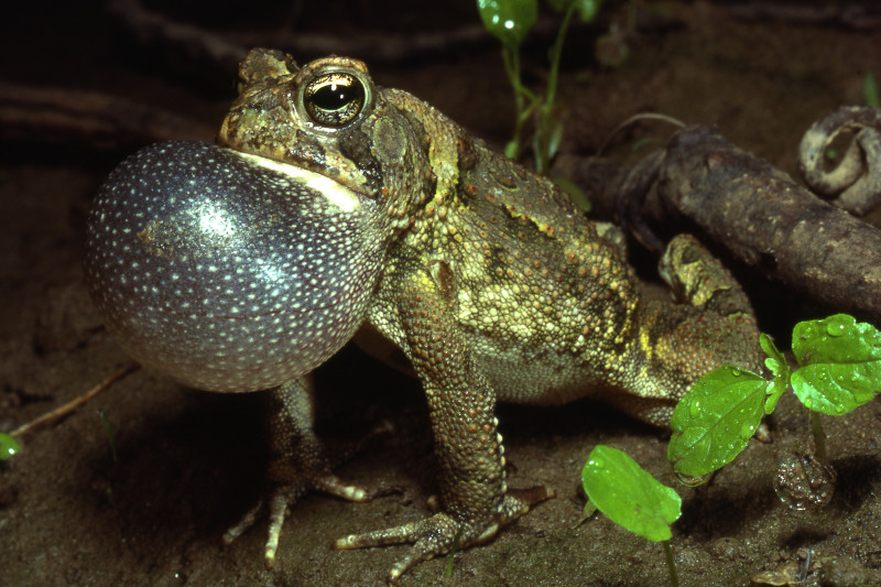 Fowler's toad (Anaxyrus woodhousii). Fowler's toad (Anaxyrus woodhousii). Credit: Jack Ray